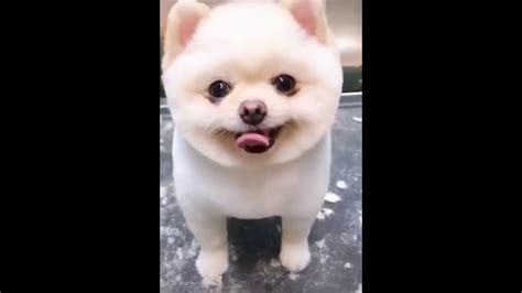 🤣 Funniest 😻cats And 🐶 Dogs Try Not To Laugh The Best Cute And Funny