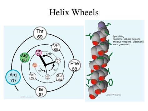 Ppt Secondary Structure Motifs Of Proteins Powerpoint Presentation