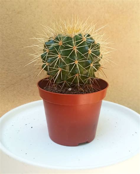 Acheter Cactus Echinocactus Grusonii Coussin De Belle M Re En Ligne