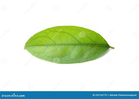 Green Leaf Isolated On The White Background Stock Image Image Of