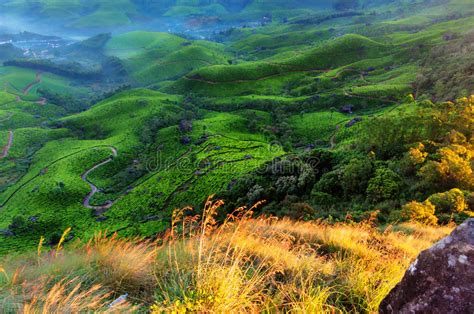 在日出的茶园谷在munnar 库存图片 图片 包括有 旅行 本质 聚会所 灌木 山谷 问题的 56466155