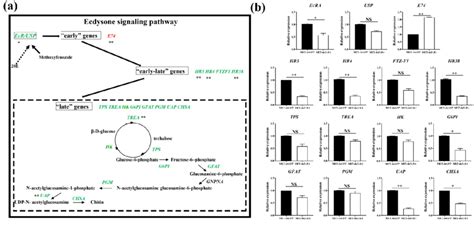 Ecdysone signaling pathway in insects. (a) 20E can bind to combine EcRA ...