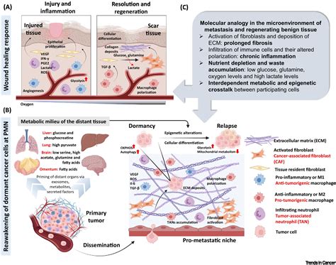 Reprogramming Of Tissue Metabolism During Cancer Metastasis Trends In