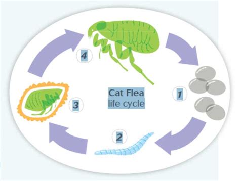 Life Cycle Fleas Saint Francis Veterinary Hospital