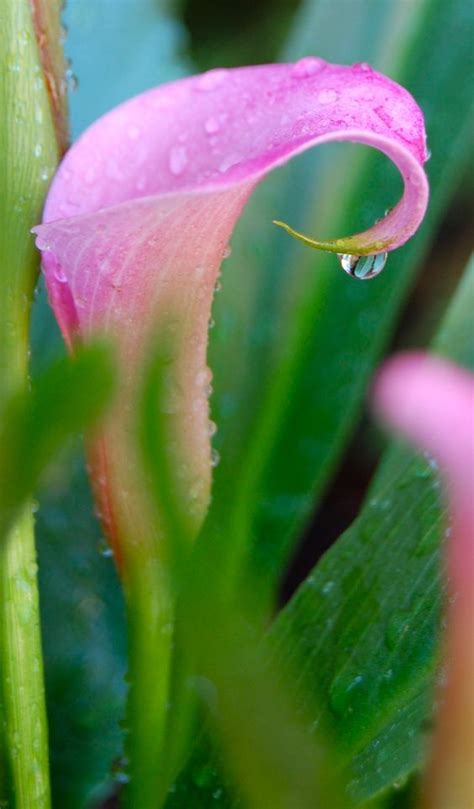 Pin By Queensociety On Dew Diamonds Calla Lily Calla Lily Flowers