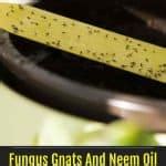 Does Neem Oil Kill Fungus Gnats? Spray, Soil Soak, Neem Cake