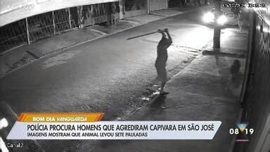 Bom Dia Vanguarda Pol Cia Procura Homens Que Agrediram Capivara Em