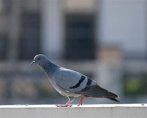 Pigeon Bird Dove Free Photo On Pixabay Pixabay