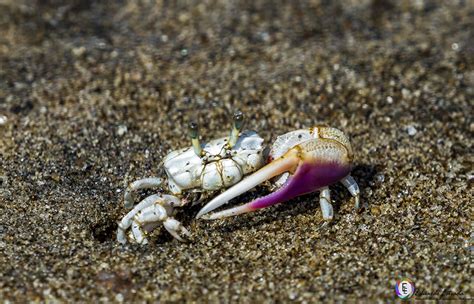 Fiddler Crab Guide Pacific Coast Of The Americas Naturalista Colombia