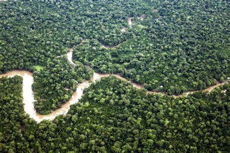 Pará Festeja Mês Do Meio Ambiente Com Manutenção Da Redução Do