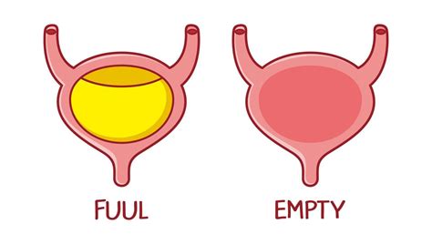 Full And Empty Human Bladder Organ Character Vector Flat Line