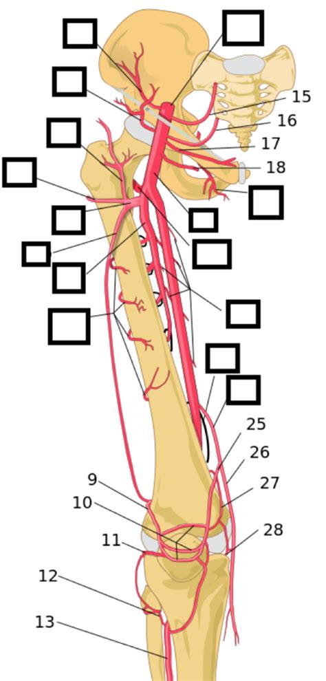 Arteries of Hip/Thigh Diagram | Quizlet