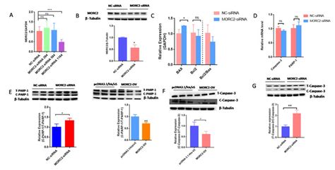 Knockdown Of MORC2 Induces Apoptosis Related Gene Expression In Porcine