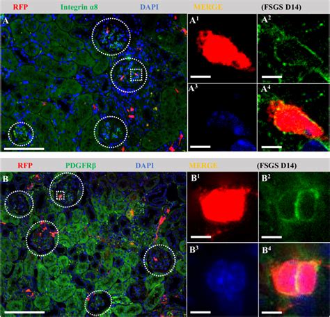 A Subpopulation Of Neuralglial Antigen 2 Ng2 Lineage Cells That