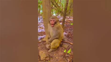 Monkey Laugh🥰🥰🐒🐒 Youtube