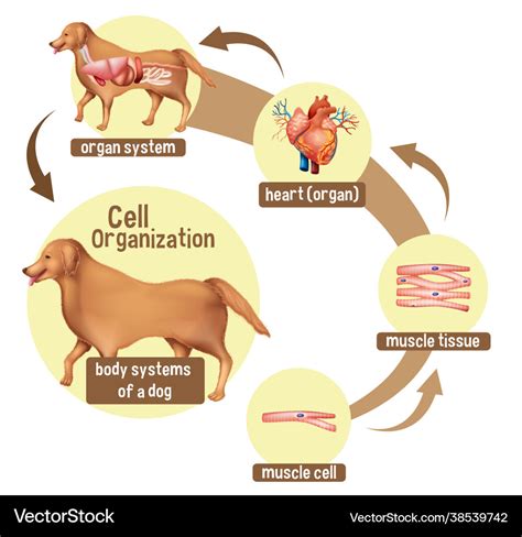 Diagram showing cell organization in a dog Vector Image