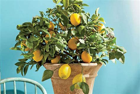 Growing And Caring For Eureka Lemon Trees A Complete Guide Updated