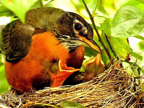 Robin Bird Nest