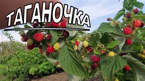 Малина Таганка - супер урожайная трудяга - YouTube