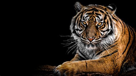 Tiger 4K Wallpapers | HD Wallpapers | ID #27974