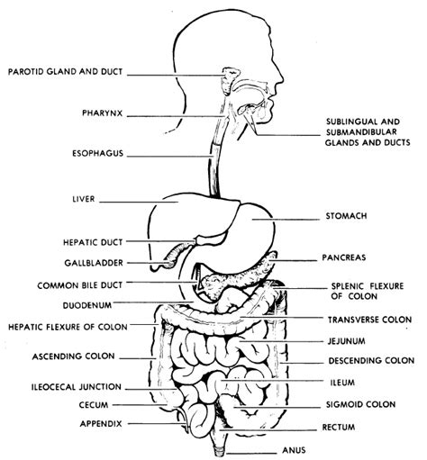 Aisbiology Licensed For Non Commercial Use Only Human Body Systems