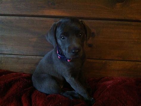 Introducing Miss Savy Graysons New Sister Charcoal Lab Black Lab