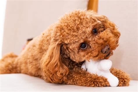 犬の噛み癖の直し方 原因やしつけのポイントを詳しく解説