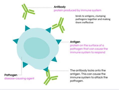 Immune System Flashcards Quizlet