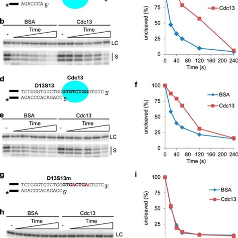 A Schematic Illustration Of The 5′ Dna End Protection Assay Depa Download Scientific