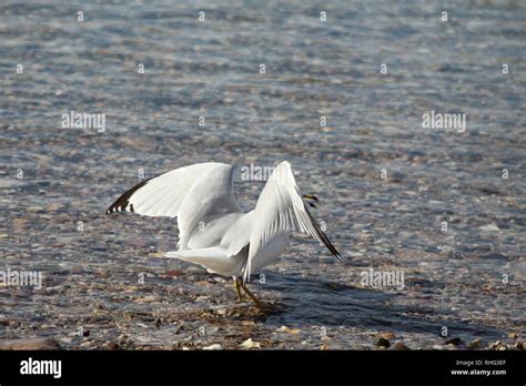 Bird With Wings Extended Hi Res Stock Photography And Images Alamy