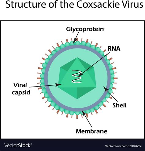 The structure of the coxsackie virus enterovirus Vector Image