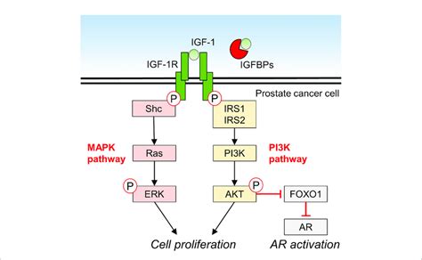 | Molecular mechanism of IGF-1 signaling and downstream effects in ...