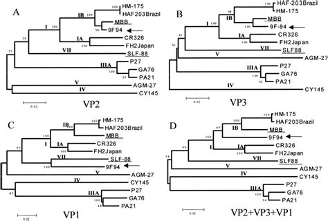 Phylogenetic Tree Analysis Of Hav Using Full Length Sequences Strains