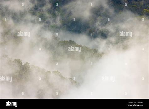 Mist Rising From Tapestry Of Blooming Trees In Spring Great Smoky