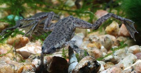 5 Types of Aquatic Frogs (Most are Clawed!) - IMP WORLD