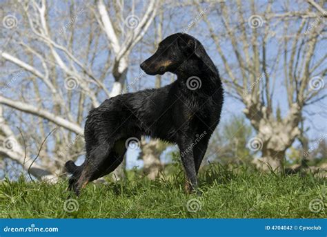 French shepherd stock photo. Image of shepherd, obedience - 4704042