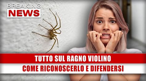 Tutto Sul Ragno Violino Come Riconoscerlo E Difendersi Youtube