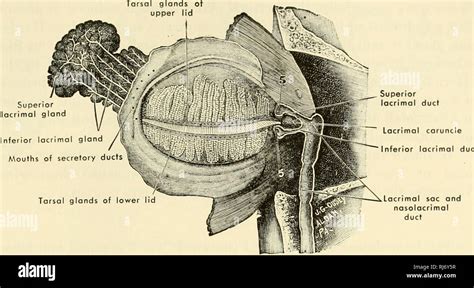 Lacrimal Gland Histology