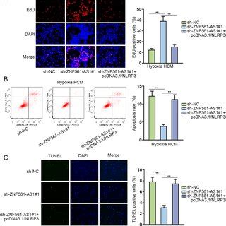 Silencing Of NLRP3 Promotes Proliferation And Suppresses Apoptosis Of