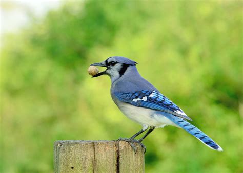 New York Birds: 13 Common Birds in New York (with Pictures)