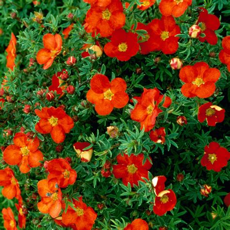 Potentilla 'Red Robin' - Shrubby Cinquefoil | GardenersDream