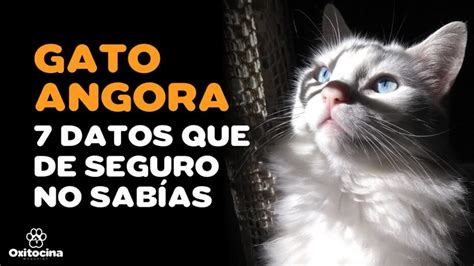 Gato De Angora Turco Descubre Todo Sobre Esta Fascinante Raza De Felinos