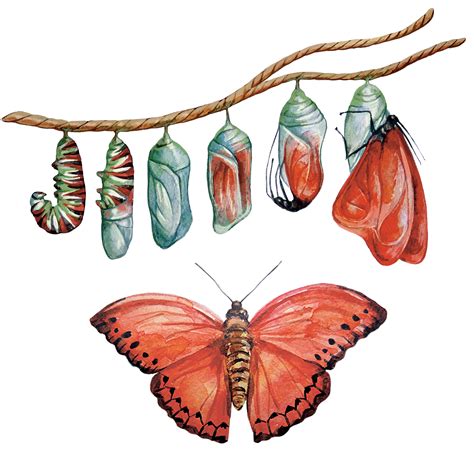 watercolor illustrations for children book | Metamorphosis art, Insect ...