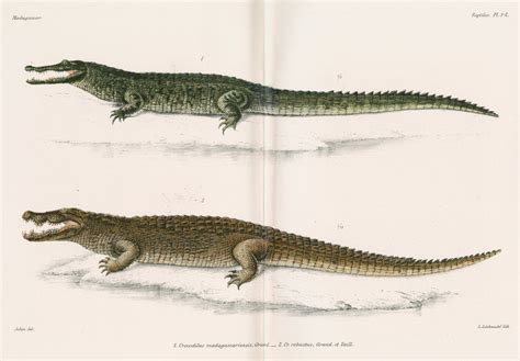 Madagascan Crocodiles Posters And Prints By Louis LÃ©chaudel