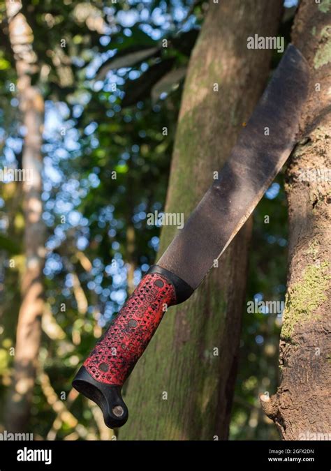 Machetes The Main Tool Used By The Indians In The Jungle Amazonia