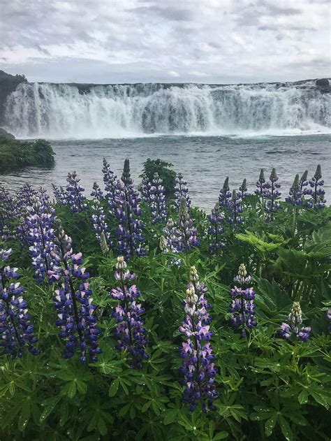 Flowers In Iceland Lupine Flowers Iceland HD Phone Wallpaper Pxfuel