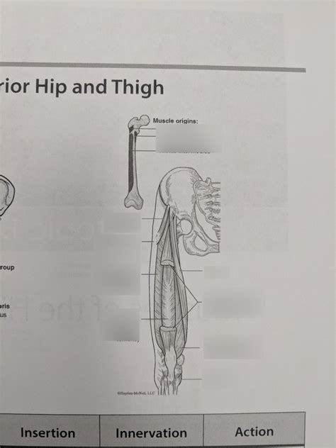 Muscles Of Anterior Hip And Thigh Diagram Quizlet