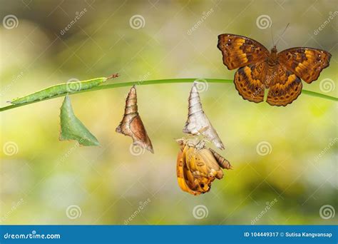 Transformation From Caterpillar And Chrysalis Of Brown Prince Bu Stock