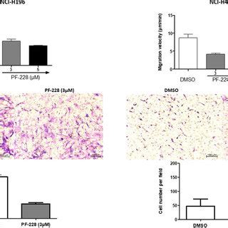 Pf S Effect On Migration And Invasion In Sclc Cell Lines A