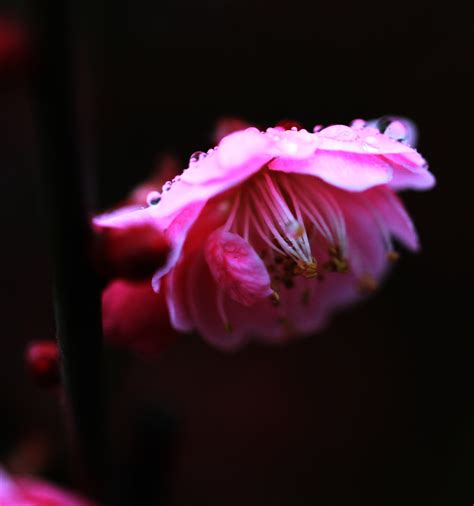 春天的水仙花摄影图片生态摄影 释演顺摄影 太平洋电脑网摄影部落